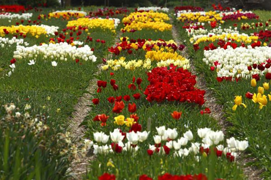 floraison de décoration de jardin