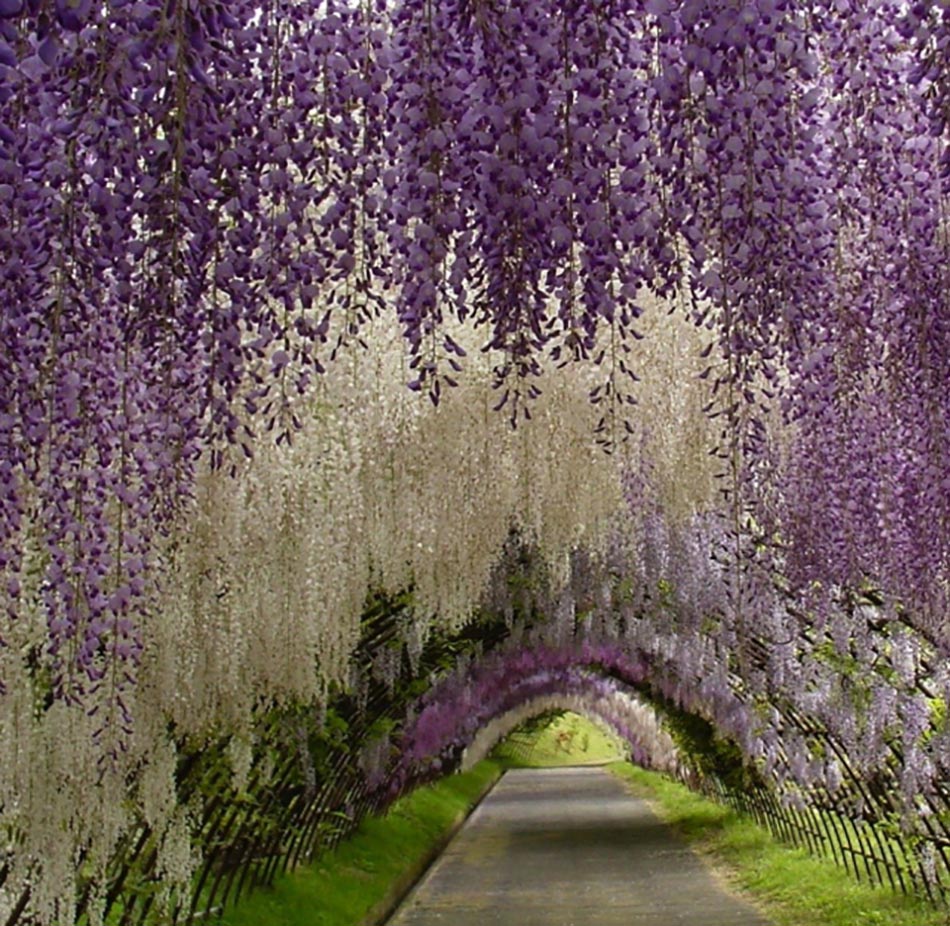 tunnel fleuri outdoor japonais