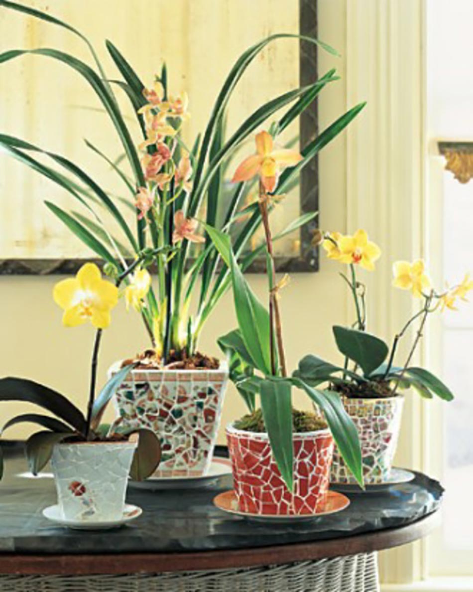 Pots de fleurs aux plantes fleuries