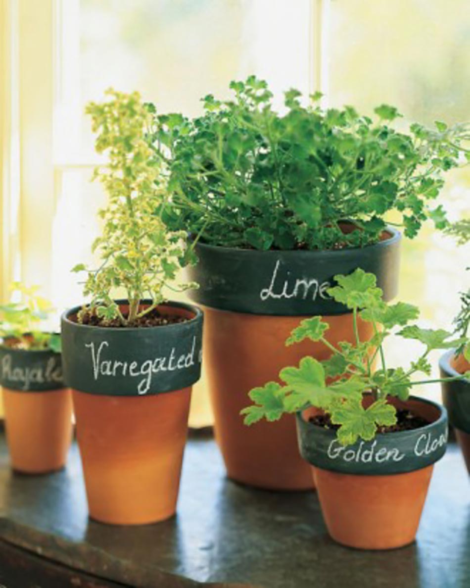 Pots aux herbes de cuisine