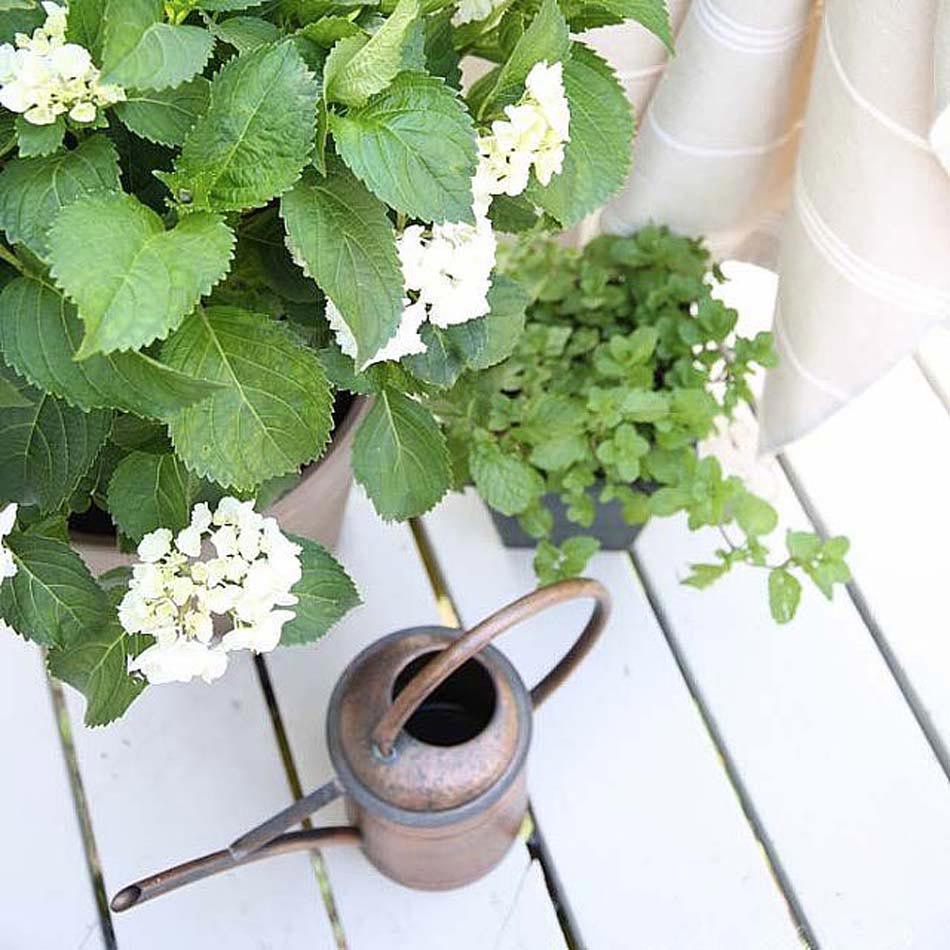 plantes répulsives moustiques jardin