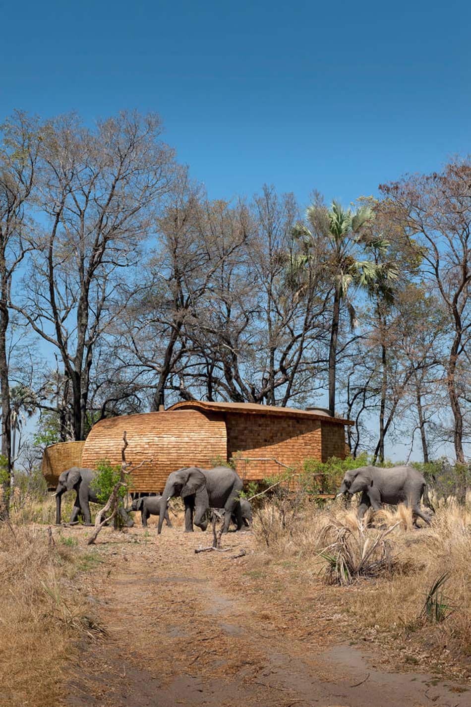 safari éléphants afrique séjour luxe