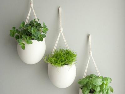 herbes aromatiques en pots blancs