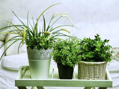 déco plantes purifier l'air chambre intérieur maison