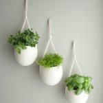 herbes aromatiques en pots blancs