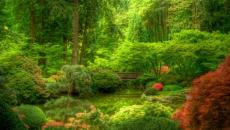 jardin japonais verdoyant