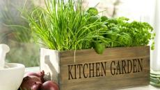 herbes aromatiques à partir d'une caisse de vin