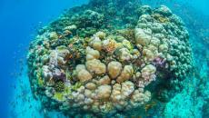 La vie sous marine vue depuis la chambre flottante