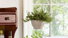 herbes aromatiques en pots blancs