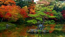 jardin japonais multicolore