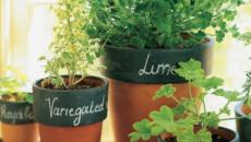 Pots aux herbes de cuisine